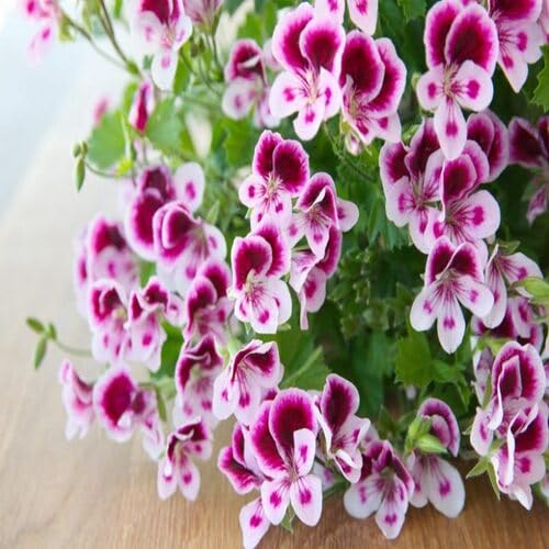 Buy Purple White Geranium Flower Seeds for Planting. Heirloom Non-GMO High Germination Organic Garden Seeds for vibrant ornamental blooms.
