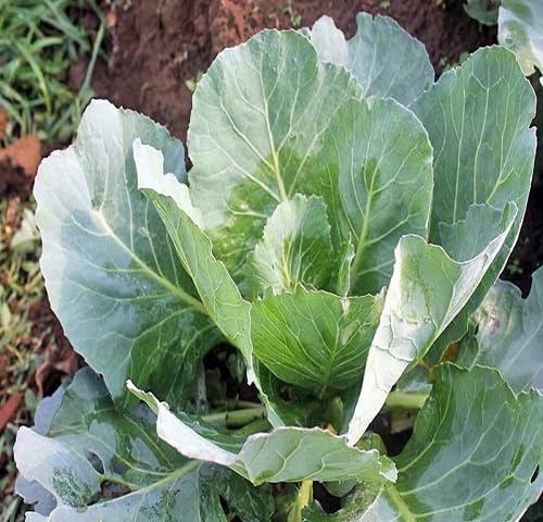 Collard – Heirloom, Non-GMO, High Germination Organic Garden Seeds Planting