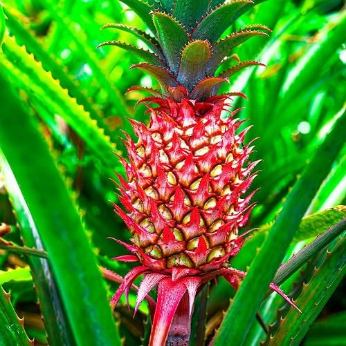 Pineapple Seeds – Heirloom, Non-GMO, High Germination Organic Garden Seeds