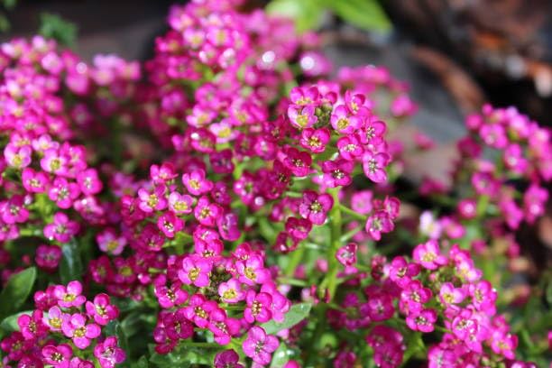 Pink Alyssum Flower Seeds for Planting – Heirloom, Non-GMO, High Germination Organic Garden Seeds