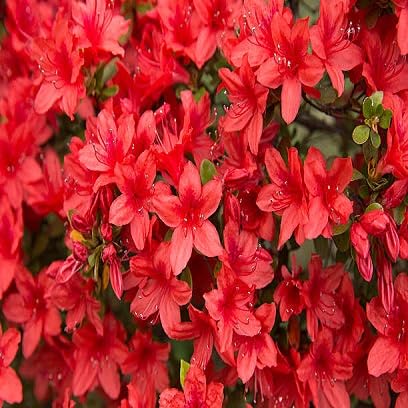 Rote Azaleen-Samen, alte Sorte, gentechnikfrei, hohe Keimrate, Bio-Gartensamen zum Pflanzen