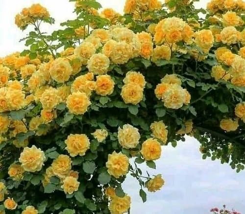 Yellow Climbing Rose Flowers Seeds – Heirloom, Non-GMO, High Germination Seeds for Planting