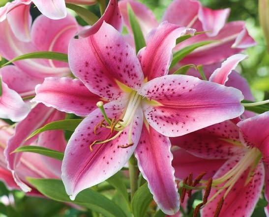 Pink Philadelphicum Flower Seeds – Heirloom Non-GMO High Germination Organic Garden Seeds for Planting