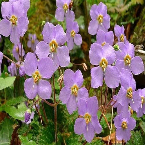 Purple Ramonda Nathalie Flower Seeds Heirloom Non-GMO High Germination Organic Garden Seeds for Planting