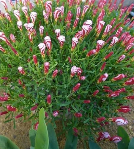 Red White Oxalis Corymbosa Flower Seeds for Planting – Heirloom Non-GMO High Germination Organic Garden Seeds