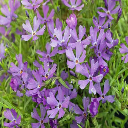 Violet Color Phlox Flower Seeds Violet – Heirloom Non-GMO High Germination Organic Garden Seeds for Planting