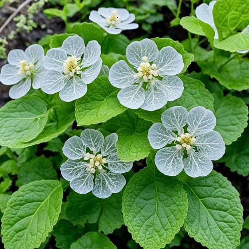 Semillas de Diphylleia Grayi – Semillas de jardín orgánicas, reliquia, sin OMG, de alta germinación para plantar