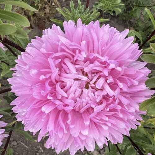 pink callistephus flower seeds