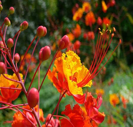 Red Yellow Caesalpinia Flower Seeds – Heirloom Non-GMO High Germination Organic Garden Seeds