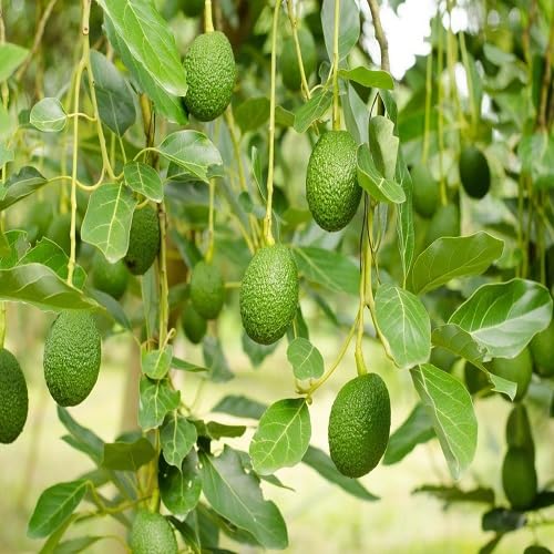 Avocado Seeds – Heirloom, Non-GMO, High Germination Organic Garden Seeds