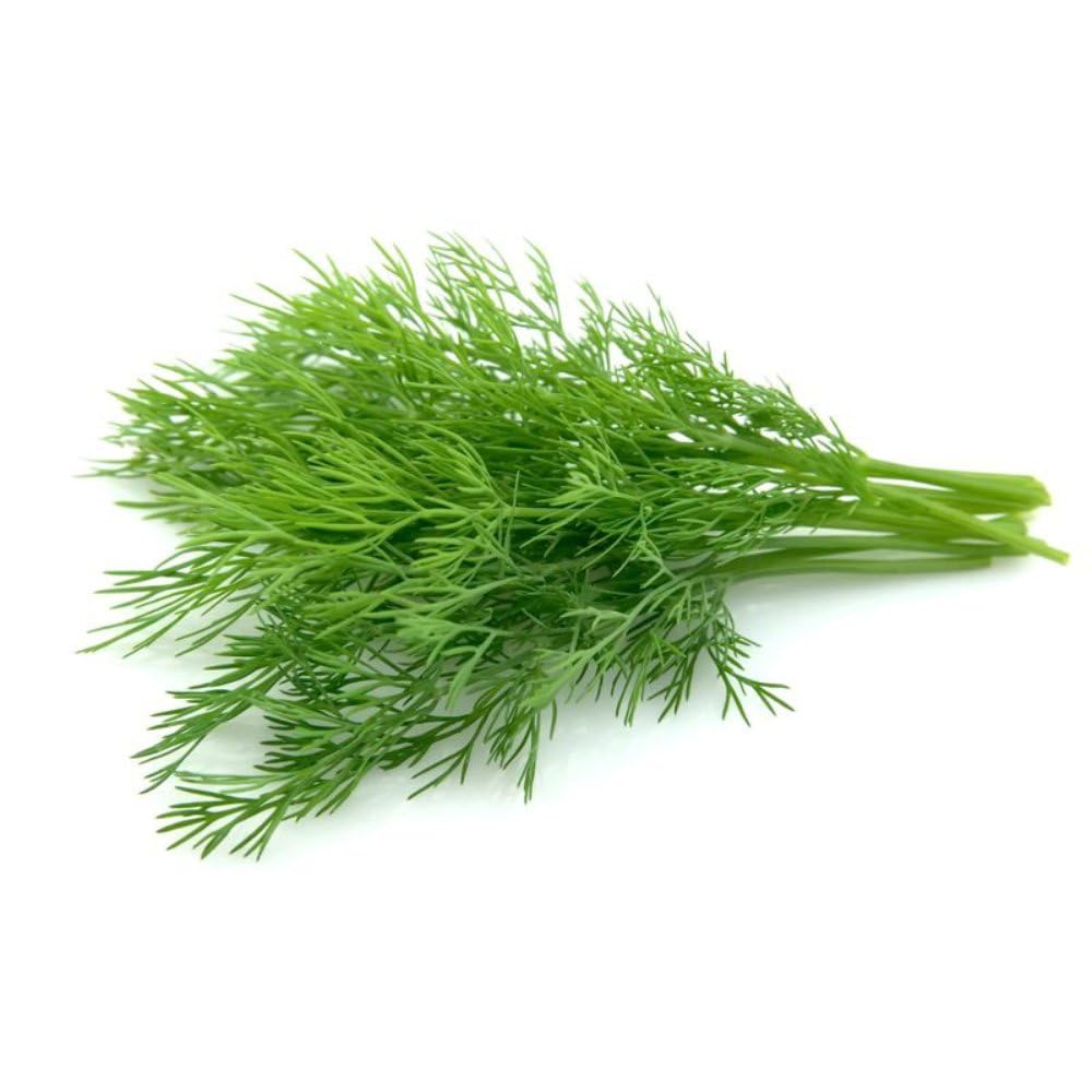 Green Dill herb seeds