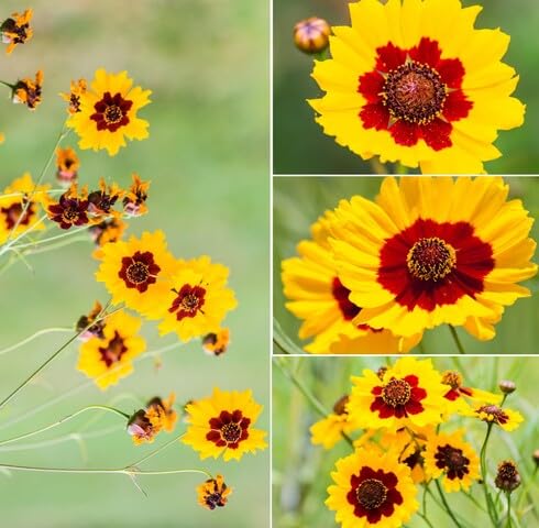 Yellow Red Coreopsis Flower Seeds – Heirloom, Non-GMO, High Germination Organic Garden Seeds