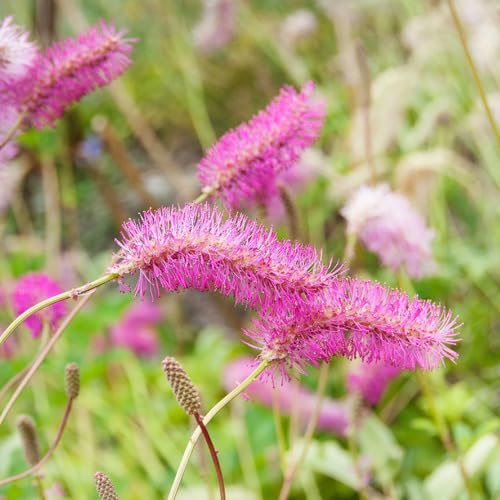 Pink Sanguisorba Flower Seeds – Heirloom Non-GMO High Germination Organic Garden Seeds