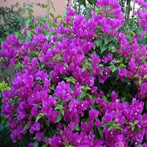 bougainvillea flower flower seeds