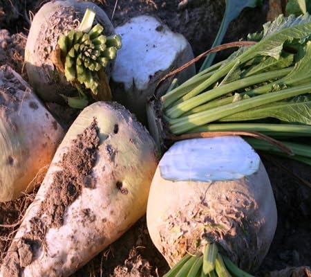Sugar Beet Seeds – Heirloom, Non-GMO, High Germination Organic Garden Seeds Planting