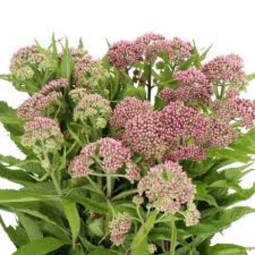 Purpureum Flower Seeds Heirloom Non-GMO High Germination Organic Garden Seeds for Planting