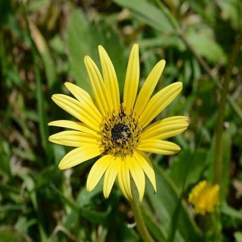 Yellow Arctotis Flower Seeds for Planting – Heirloom, Non-GMO, High Germination Organic Garden Seeds
