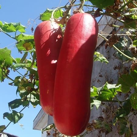 Sicana Seeds – Heirloom, Non-GMO, High Germination Organic Garden Seeds