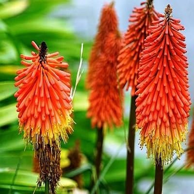 Kniphofia Uvaria Flower Seeds – Heirloom, Non-GMO, High Germination Organic Garden Seeds for Planting
