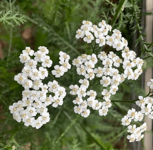 White Yarrow Flower Seeds – Heirloom Non-GMO High Germination Organic Garden Seeds