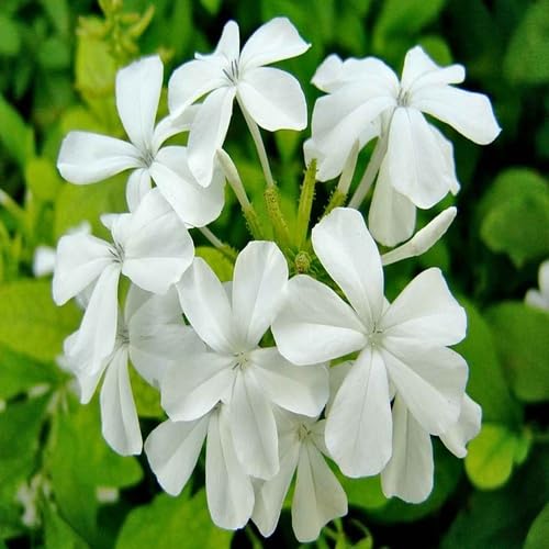 Bleiwurz-Blumensamen – Alte Sorte gentechnikfrei hohe Keimrate Bio-Gartensamen