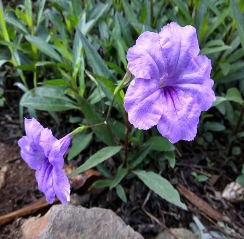 Purple Ruellia Tuberosa Flower Seeds Heirloom Non-GMO High Germination Organic Garden Seeds for Planting