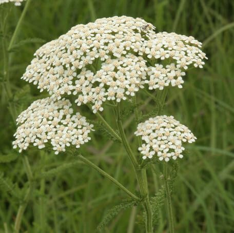 White Yarrow Flower Seeds – Heirloom Non-GMO High Germination Organic Garden Seeds