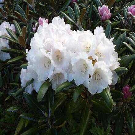Rhododendron Flower Seeds for Planting – Heirloom Non-GMO High Germination Organic Garden Seeds