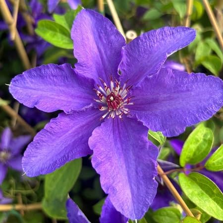 Clematis Flower Seeds Violet – Heirloom Non-GMO High Germination Organic Garden Seeds