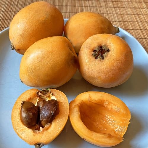 Loquat Nisperos Seeds Orange Heirloom Non-GMO High Germination Organic Garden Seeds for Planting