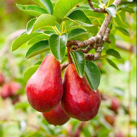 Red Pear Seeds – Heirloom, Non-GMO, High Germination Organic Garden Seeds for Planting