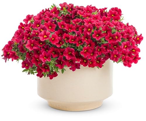 Rote Calibrachoa-Blumensamen, samenecht, gentechnikfrei, hohe Keimfähigkeit, Bio-Gartensamen zum Pflanzen