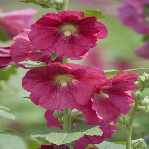 pink hollyhock flower seeds