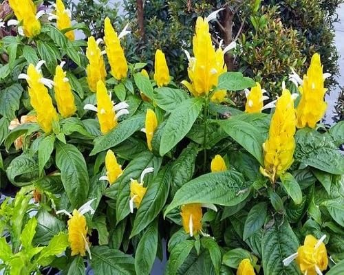 Seeds Heirloom Non-GMO High Germination Organic Garden Seeds for Planting