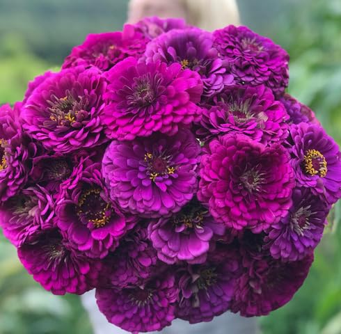 Purple Zinnia Elegans Flower Seeds Heirloom Non-GMO High Germination Organic Garden Seeds for Planting