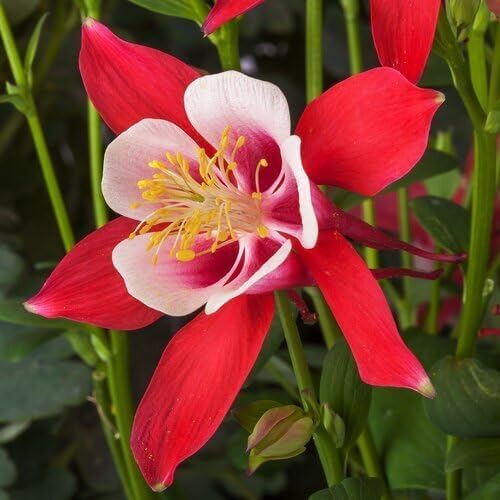 Red White Aquilegia Flower Seeds Heirloom Non-GMO High Germination Organic Garden Seeds
