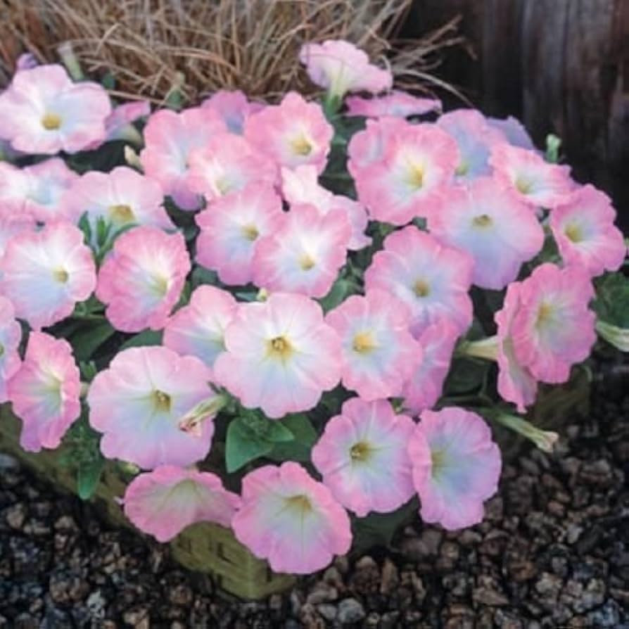 salmon petunia flower seeds