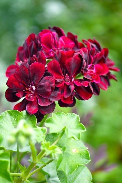 Dark Red Geranium Flower Seeds Heirloom Non-GMO High Germination Seeds