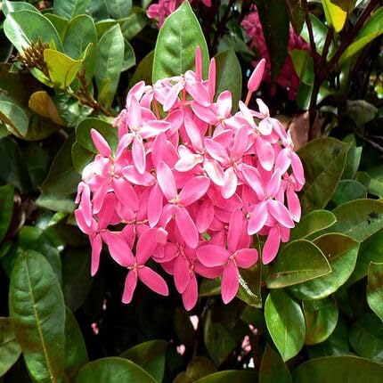 pink ixora flower seeds