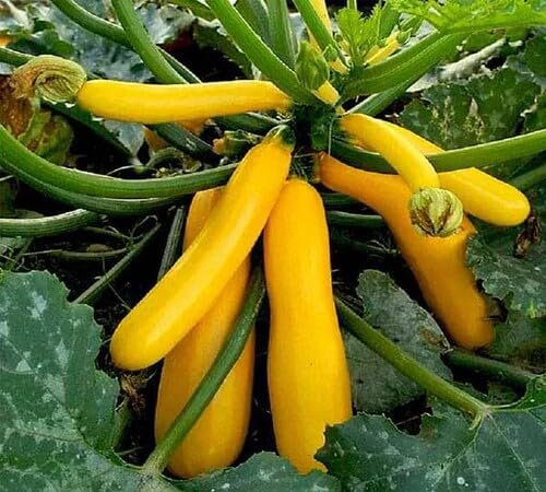 Squash Yellow Seeds – Heirloom, Non-GMO, High Germination Organic Garden Seeds Planting