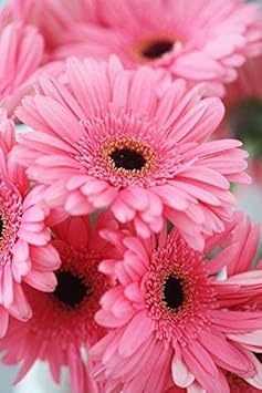 daisyflowerheirloomnongmo flower seeds