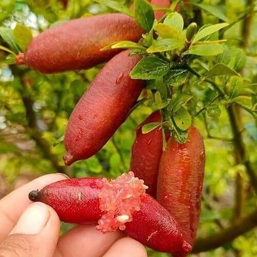 Red Finger Lime Seeds – Heirloom, Non-GMO, High Germination Organic Garden Seeds