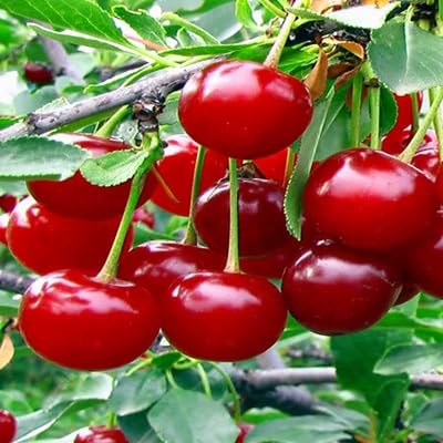 Cherry Seeds – Heirloom, Non-GMO, High Germination Organic Garden Seeds