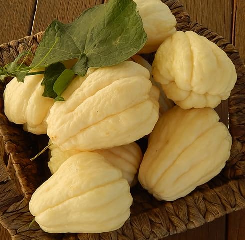 White Chayote Seeds – Heirloom, Non-GMO, High Germination Organic Garden Seeds Planting