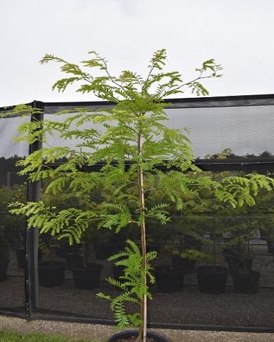 gleditsia triacanthos tree green heirloom non-gmo seeds