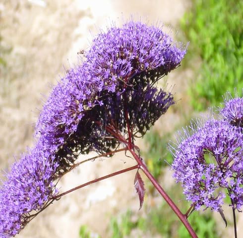 Purple Trachelium Flower Seeds Heirloom Non-GMO High Germination Organic Garden Seeds for Planting