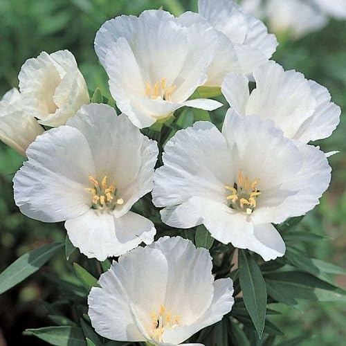 Godetia Flower Seeds White – Heirloom, Non-GMO, High Germination Organic Garden Seeds
