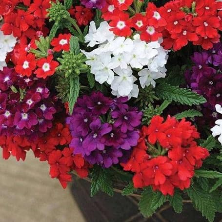 White Verbena Flower Seeds – Heirloom, Non-GMO, High Germination Organic Seeds