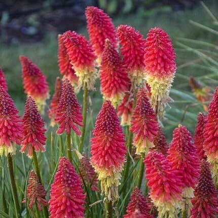Fackellilien-Blumensamen Rot – Alte Sorte gentechnikfrei Keimfreudig Bio-Gartensamen zum Pflanzen