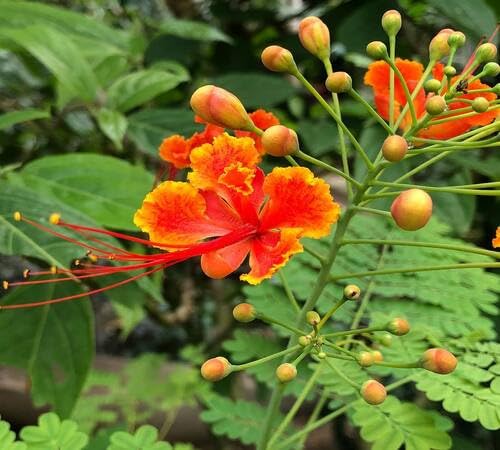Yellow Red Caesalpinia Flower Seeds – Heirloom Non-GMO High Germination Organic Garden Seeds